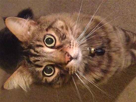 Re: Show me your pets