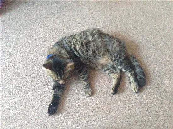Harrycat update