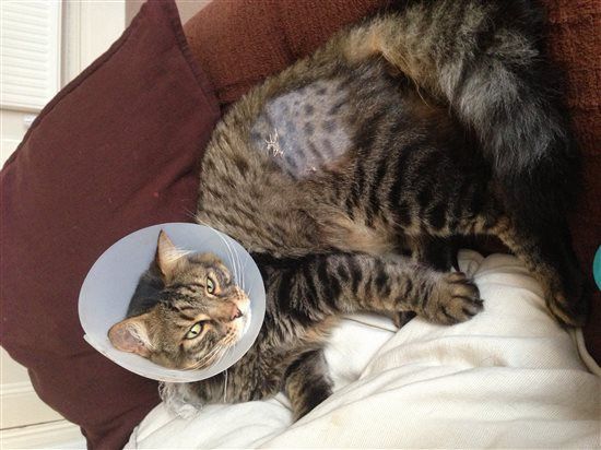Harrycat update