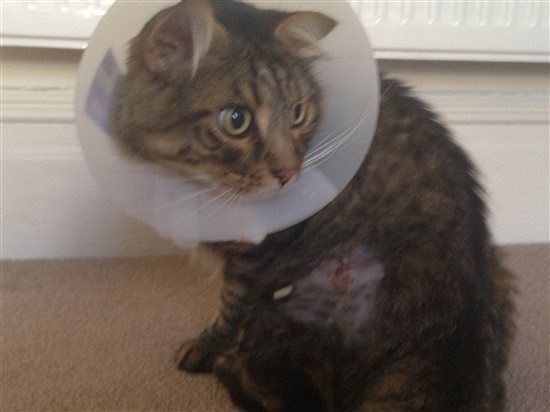 Harrycat update