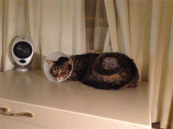 Harrycat update