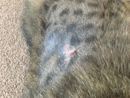Re: Harrycat update