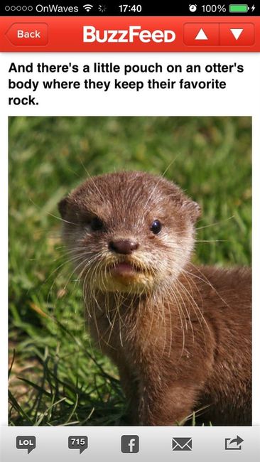 Otters