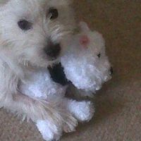 Re: Pet Flash