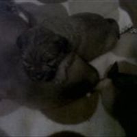 Re: Pet Flash