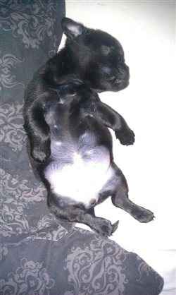 Re: Otters Pet picture flash!