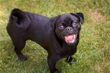 Re: Pets *flash*