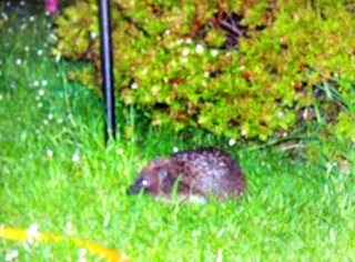 Re: Anyone know anything about hedgehogs? - UPDATED WITH A PIC