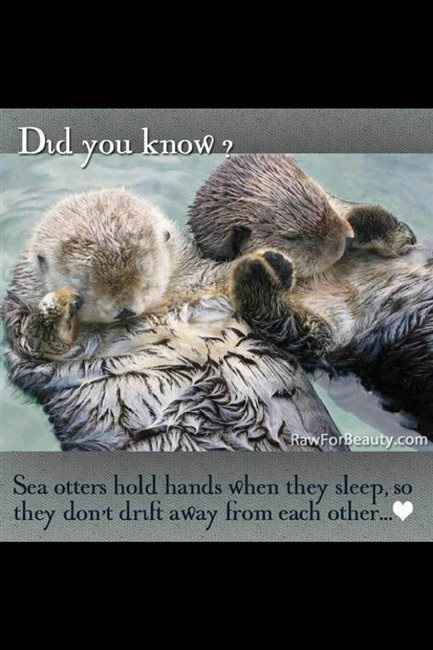 Otters