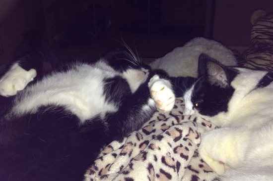 Re: Do you let your pets sleep on your bed?