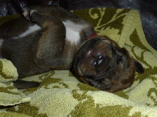 Re: the puppy thread