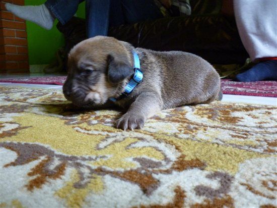 Re: the puppy thread