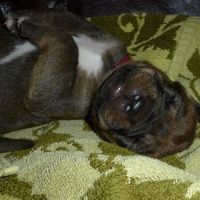 Re: the puppy thread