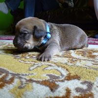 Re: the puppy thread