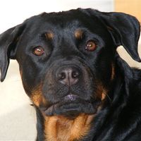 Re: Pics of Hitchers' Pets...