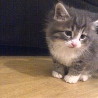 Re: Otters Pet picture flash!