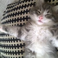 Re: Otters Pet picture flash!