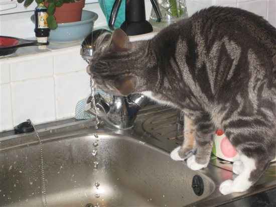 Re: Pets do the funniest Things