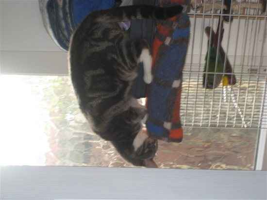 Re: Pets do the funniest Things