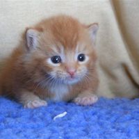 Re: How to go about finding a breeder of oriental cats.