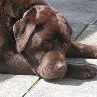 Re: Is your dog socialable at home?