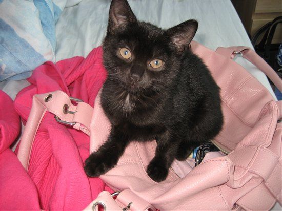 Re: Pics of Hitchers' Pets...