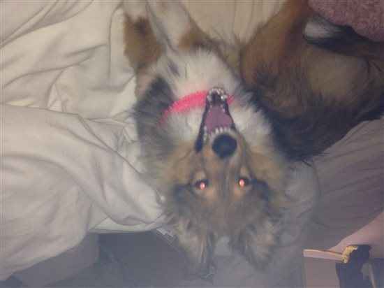 Re: Shameless Pet Flash