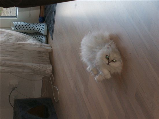 Re: Pics of Hitchers' Pets...