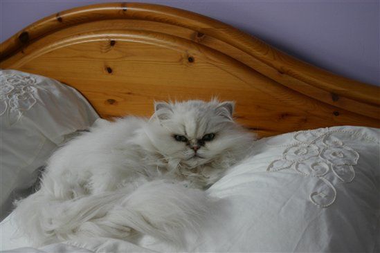 Re: Pics of Hitchers' Pets...