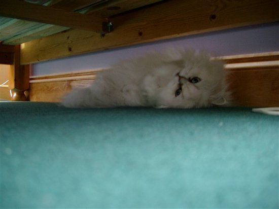 Re: Pics of Hitchers' Pets...