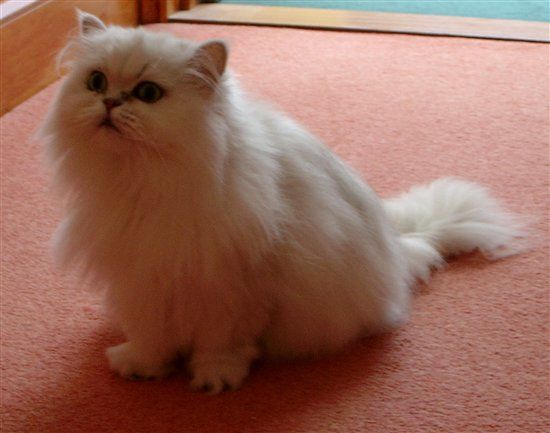 Re: Pics of Hitchers' Pets...