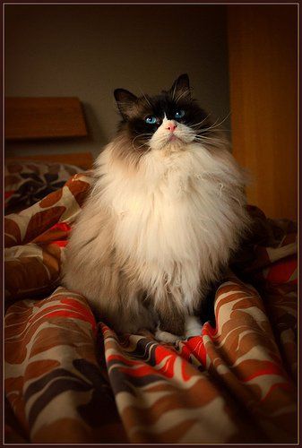 Re: Has anyone tried to bathe a cat?