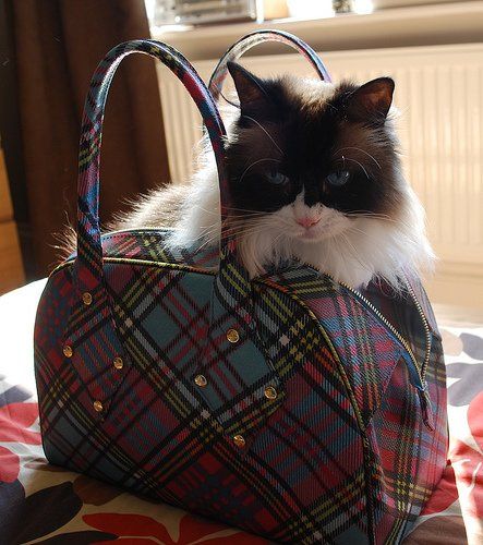 Re: Has anyone tried to bathe a cat?