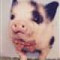 pigthing