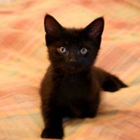 O/T Even more kittens...