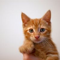 O/T Even more kittens...