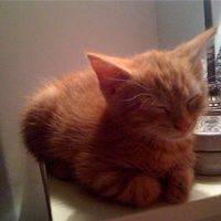 O/T Even more kittens...