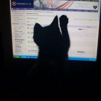 Re: O/T Even more kittens...