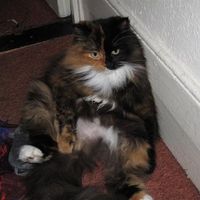 Re: Is my cat really THAT big?!