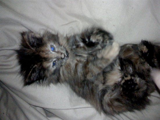 Re: Pets - Lets see what us Hitchers have as companions