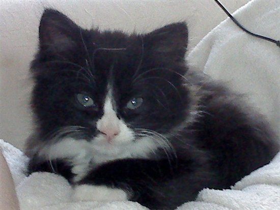 Re: Pets - Lets see what us Hitchers have as companions