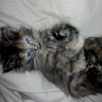 Re: Pets - Lets see what us Hitchers have as companions