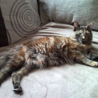 Re: Pets - Lets see what us Hitchers have as companions