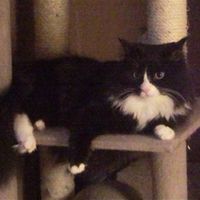 Re: Pets - Lets see what us Hitchers have as companions