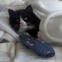 Re: Are you on hitched again...