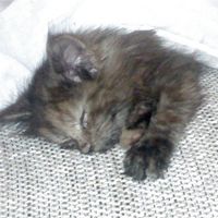 Re: Are you on hitched again...