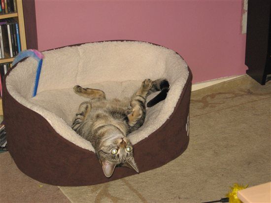 Re: The post a picture of your pet thread!