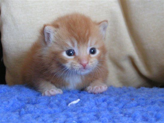 Re: How to go about finding a breeder of oriental cats.