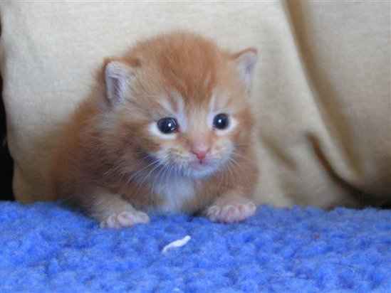 Re: How to go about finding a breeder of oriental cats.