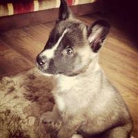 Re: How they grow (Animal Fluff)